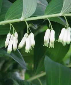 Future Forests Polygonatum Multiflorum