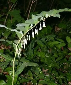 Future Forests Polygonatum Multiflorum