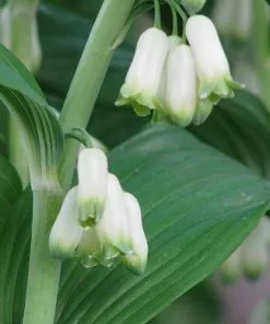 Future Forests Polygonatum Multiflorum