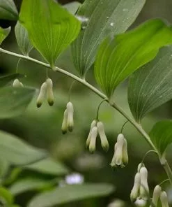 Future Forests Polygonatum Multiflorum