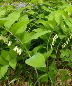 Future Forests Polygonatum Multiflorum