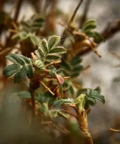 Future Forests Polylepis Australis Shrubs