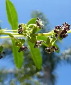 Future Forests Polylepis Australis Shrubs 8 Future Forests Polylepis Australis Shrubs
