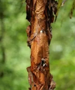 Future Forests Polylepis Australis Shrubs 9 Future Forests Polylepis Australis Shrubs