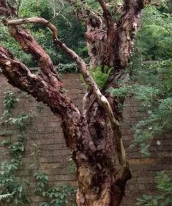 Future Forests Polylepis Australis Shrubs