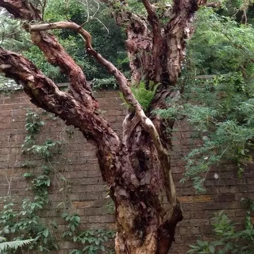 Future Forests Polylepis Australis Shrubs 3 Future Forests Polylepis Australis Shrubs