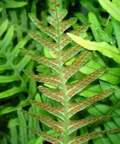Future Forests Polypodium Vulgare More