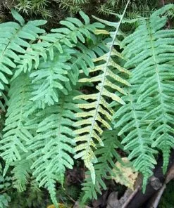 Future Forests Polypodium Vulgare More 7 Future Forests Polypodium Vulgare More