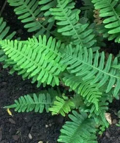Future Forests Polypodium Vulgare More 8 Future Forests Polypodium Vulgare More