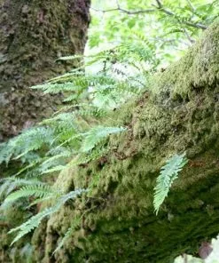 Future Forests Polypodium Vulgare More 9 Future Forests Polypodium Vulgare More