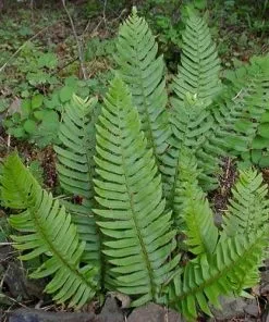 Future Forests Polystichum Munitum