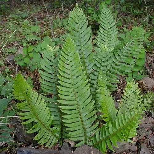 Future Forests Polystichum Munitum 3 Future Forests Polystichum Munitum