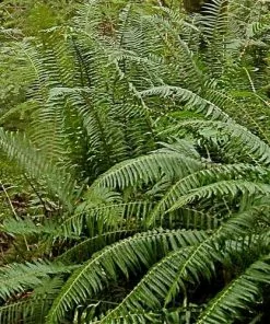 Future Forests Polystichum Munitum 11 Future Forests Polystichum Munitum