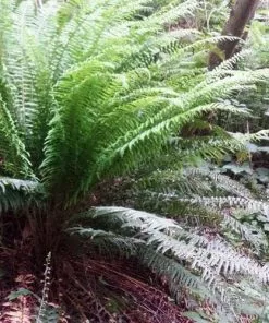 Future Forests Polystichum Munitum 12 Future Forests Polystichum Munitum