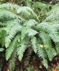 Future Forests Polystichum Munitum 13 Future Forests Polystichum Munitum