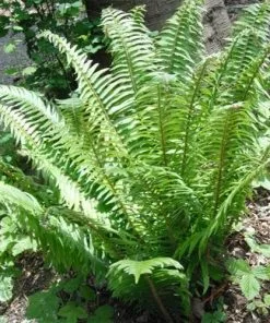 Future Forests Polystichum Munitum 14 Future Forests Polystichum Munitum