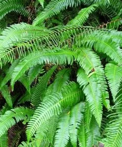 Future Forests Polystichum Munitum 15 Future Forests Polystichum Munitum
