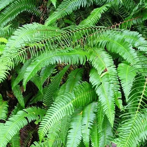 Future Forests Polystichum Munitum 8 Future Forests Polystichum Munitum