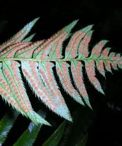 Future Forests Polystichum Munitum 16 Future Forests Polystichum Munitum