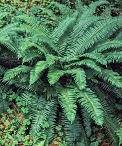 Future Forests Polystichum Munitum 17 Future Forests Polystichum Munitum