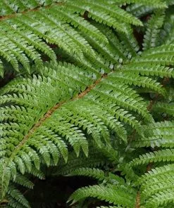 Future Forests Polystichum Polyblepharum
