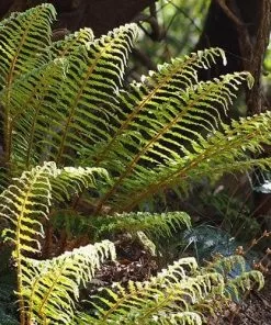 Future Forests Polystichum Polyblepharum