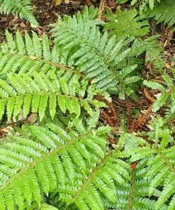 Future Forests Polystichum Polyblepharum