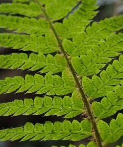 Future Forests Polystichum Polyblepharum