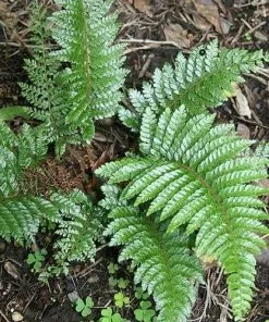 Future Forests Polystichum Polyblepharum