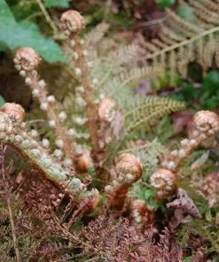 Future Forests More Polystichum Setiferum