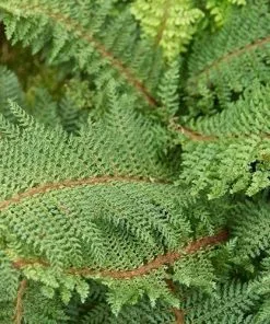 Future Forests More Polystichum Setiferum Herrenhausen