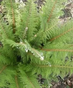 Future Forests More Polystichum Setiferum Herrenhausen