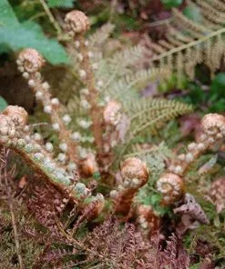 Future Forests More Polystichum Setiferum Herrenhausen