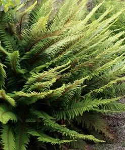 Future Forests More Polystichum Setiferum Herrenhausen