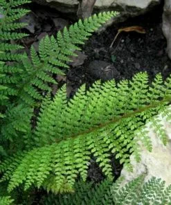 Future Forests More Polystichum Setiferum Proliferum Wollastonii