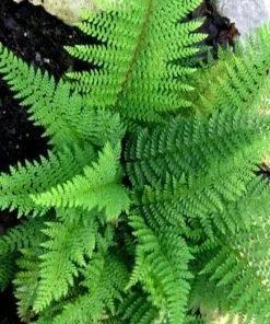 Future Forests More Polystichum Setiferum Proliferum Wollastonii