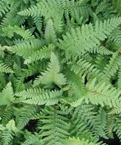 Future Forests More Polystichum Setiferum Proliferum Wollastonii