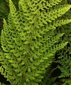 Future Forests More Polystichum Setiferum Proliferum Wollastonii
