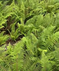 Future Forests More Polystichum Setiferum