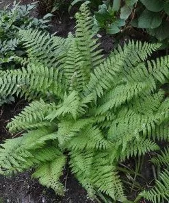 Future Forests More Polystichum Setiferum