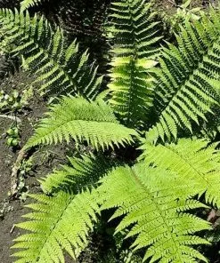 Future Forests More Polystichum Setiferum