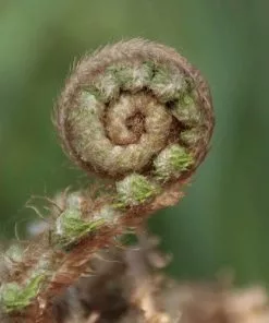 Future Forests More Polystichum Setiferum