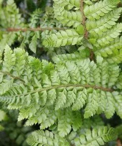 Future Forests More Polystichum Setiferum Herrenhausen