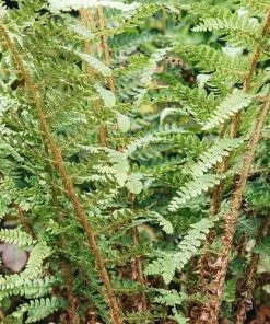 Future Forests More Polystichum Setiferum Herrenhausen
