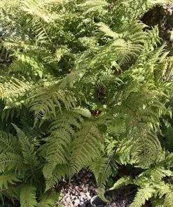Future Forests More Polystichum Setiferum Herrenhausen