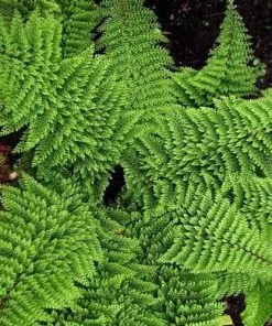 Future Forests More Polystichum Setiferum Plumoso-densum