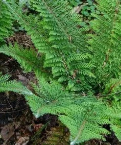 Future Forests More Polystichum Setiferum Plumoso-densum