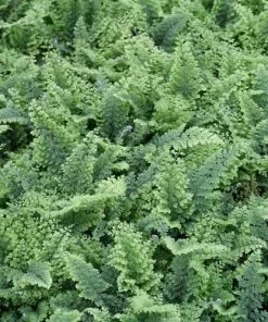 Future Forests More Polystichum Setiferum Plumoso-densum