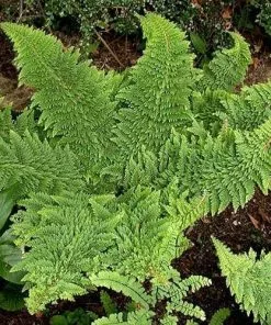 Future Forests More Polystichum Setiferum Plumoso-densum