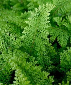 Future Forests Polystichum Setiferum Proliferum Group More